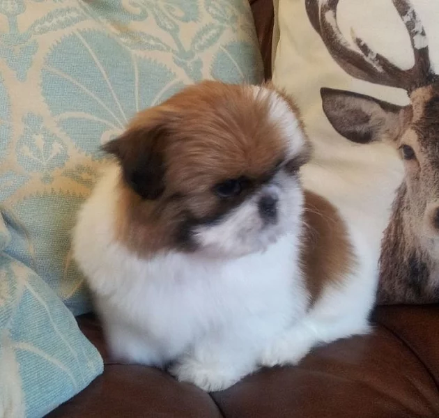 Najważniejsze Pokaż Jakość Shih Tzu Szczenięta